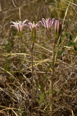 Brodiaea rosea rosea