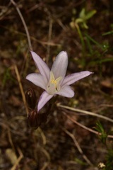 Brodiaea rosea rosea