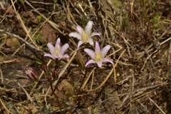 Brodiaea rosea rosea