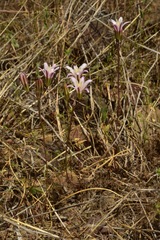 Brodiaea rosea rosea