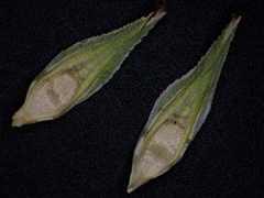 Carex tribuloides tribuloides