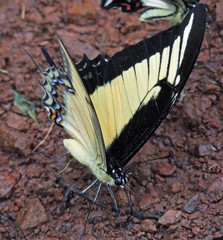 Heraclides androgeus laodocus