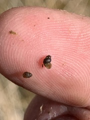 Pyrgulopsis sanchezi