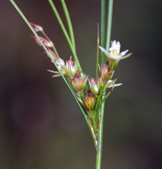 Juncus anthelatus