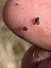 Pyrgulopsis sanchezi