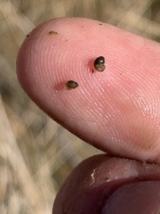 Pyrgulopsis sanchezi
