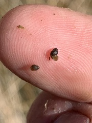 Pyrgulopsis sanchezi