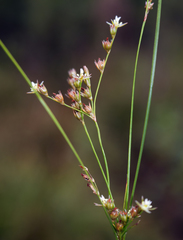 Juncus anthelatus