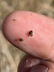 Pyrgulopsis sanchezi