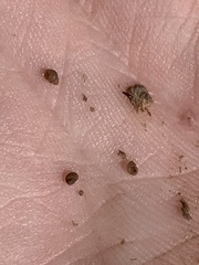 Pyrgulopsis sanchezi
