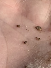 Pyrgulopsis sanchezi