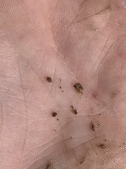 Pyrgulopsis sanchezi