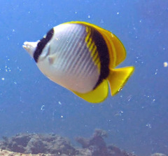 Chaetodon lineolatus