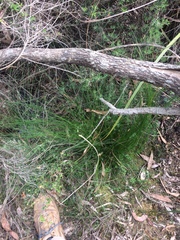 Schoenus lepidosperma lepidosperma