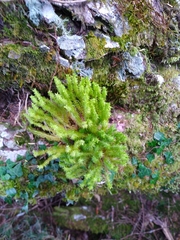 Huperzia quasipolytrichoides