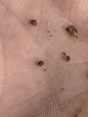 Pyrgulopsis sanchezi