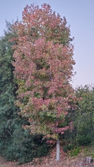 Liquidambar styraciflua