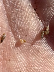 Pyrgulopsis sanchezi