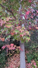 Liquidambar styraciflua