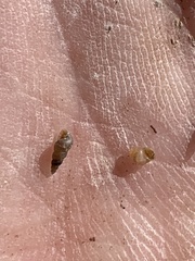 Pyrgulopsis sanchezi