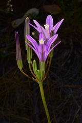 Brodiaea sierrae