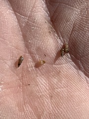 Pyrgulopsis sanchezi