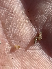 Pyrgulopsis sanchezi