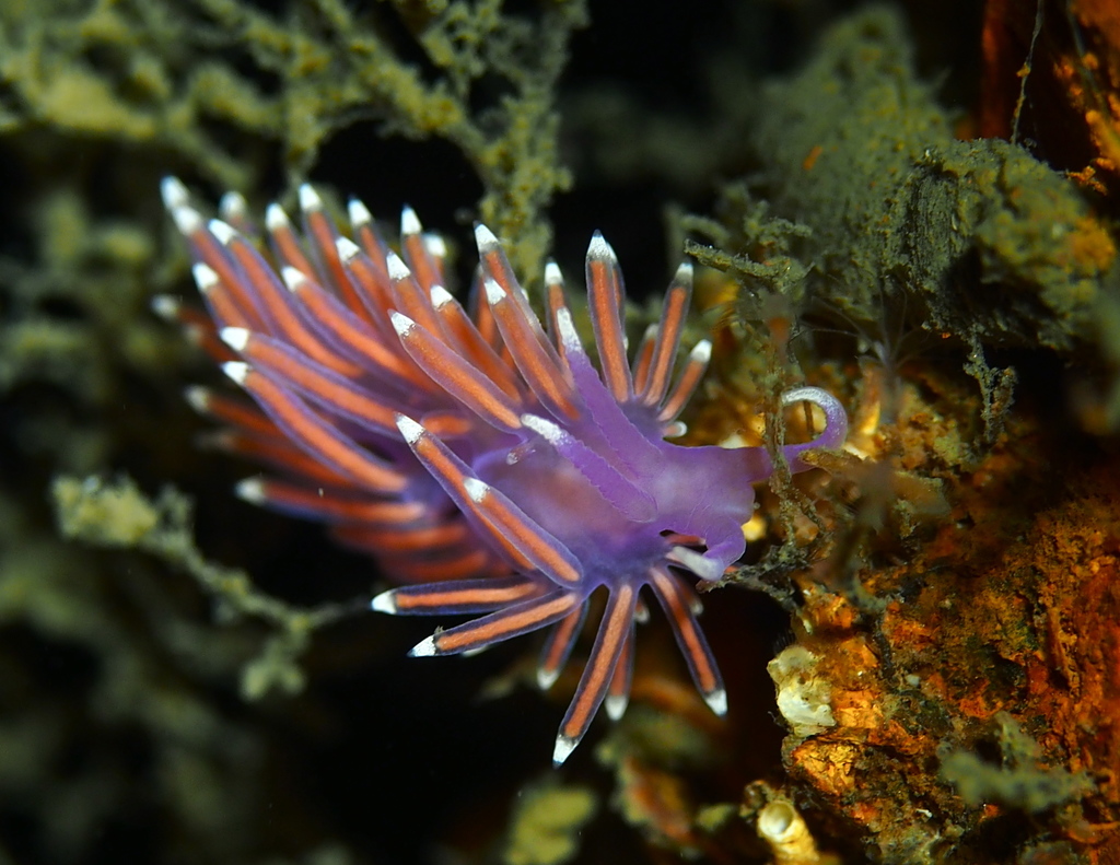 Pink Coryphella