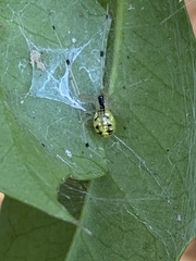 Phylloneta pictipes