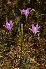 Brodiaea sierrae