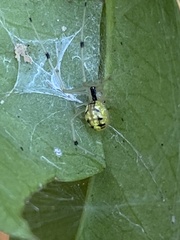 Phylloneta pictipes