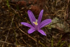 Brodiaea sierrae