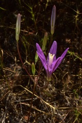 Brodiaea sierrae