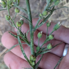 Erigeron bonariensis