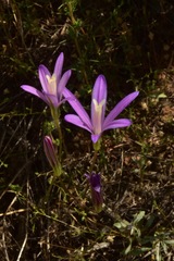 Brodiaea sierrae