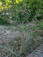 Erigeron bonariensis