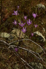 Brodiaea sierrae