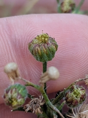 Erigeron bonariensis