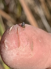 Pyrgulopsis sanchezi