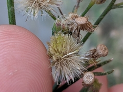 Erigeron bonariensis