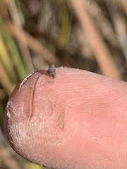 Pyrgulopsis sanchezi