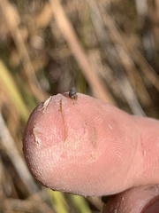 Pyrgulopsis sanchezi
