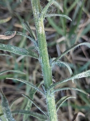 Erigeron bonariensis