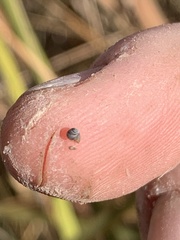 Pyrgulopsis sanchezi