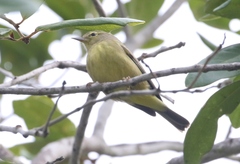 Leiothlypis celata
