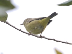 Leiothlypis celata