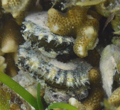 Pinctada margaritifera