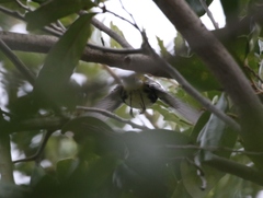 Setophaga virens