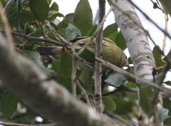 Leiothlypis celata