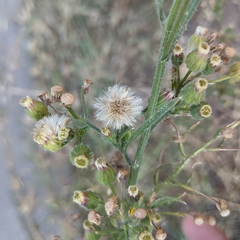 Erigeron bonariensis
